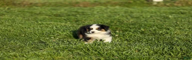 Ladon Miniature Australian Shepherd Puppy 