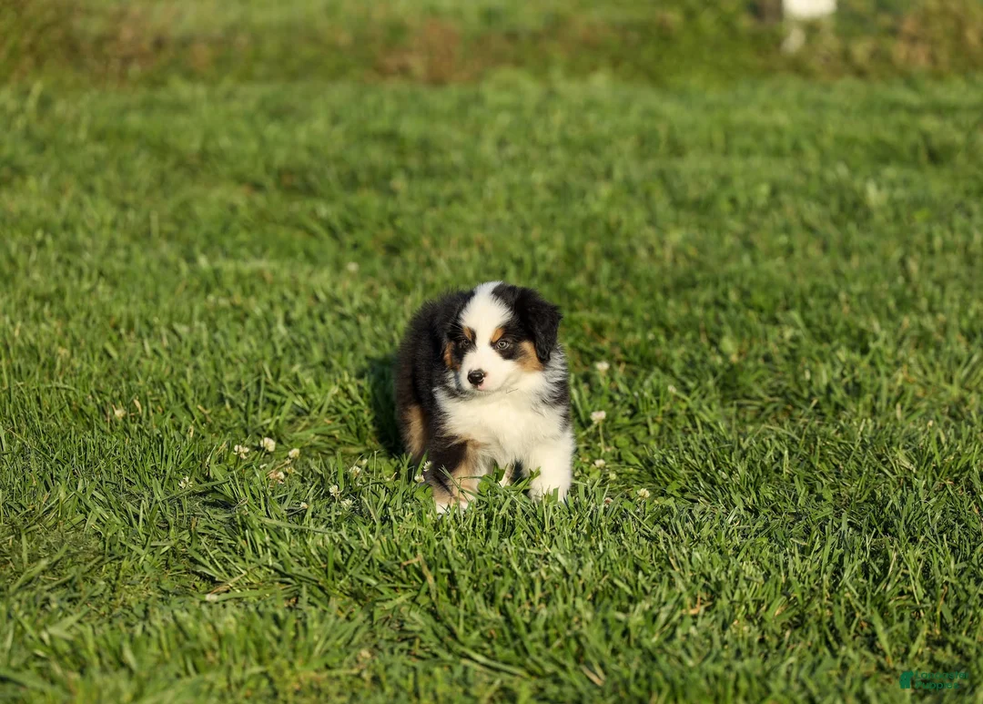Miniature Australian Shepherd dogs for sale: Ladon Miniature Australian Shepherd Puppy  - Ad 1