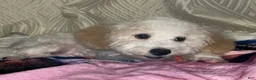 Miniature Poodle dogs for stud: Miniature poodle Max - Ad 3
