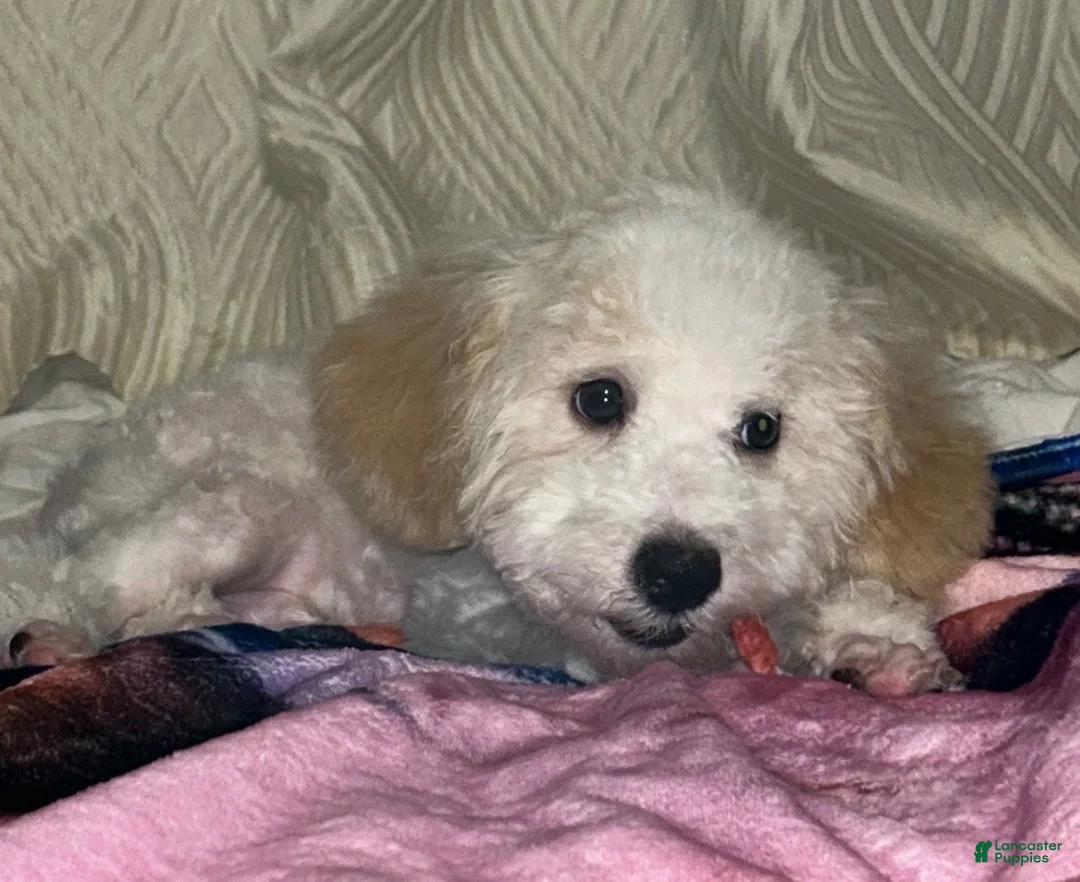Miniature Poodle dogs for stud: Miniature poodle Max - Ad 3
