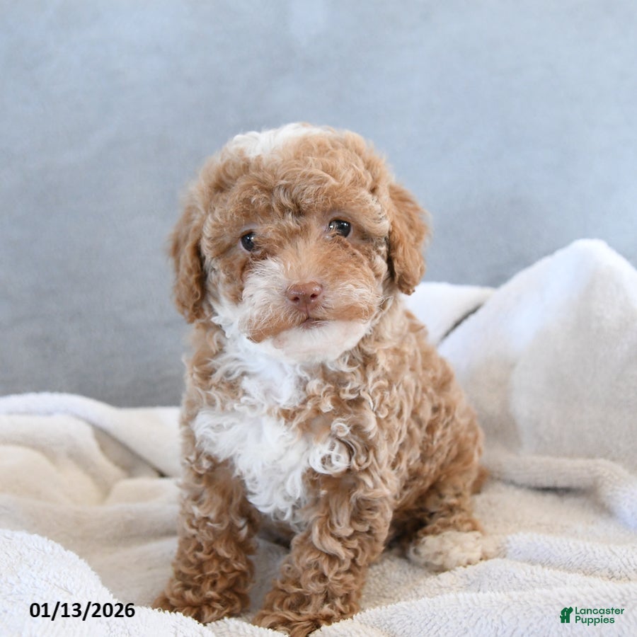 Afghan Hound dogs Blessing - Ad 2