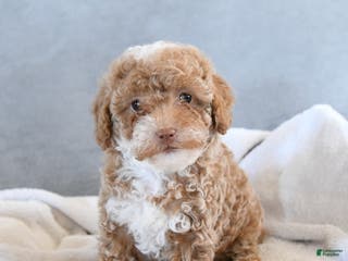 Afghan Hound dogs Blessing - Ad 2