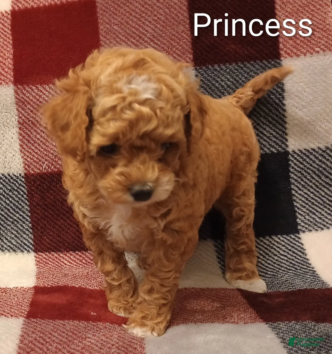 Toy Poodle dogs for sale: Carmella - Ad 19