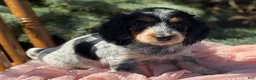 Miniature Dachshund dogs for sale: Hattie - Ad 6