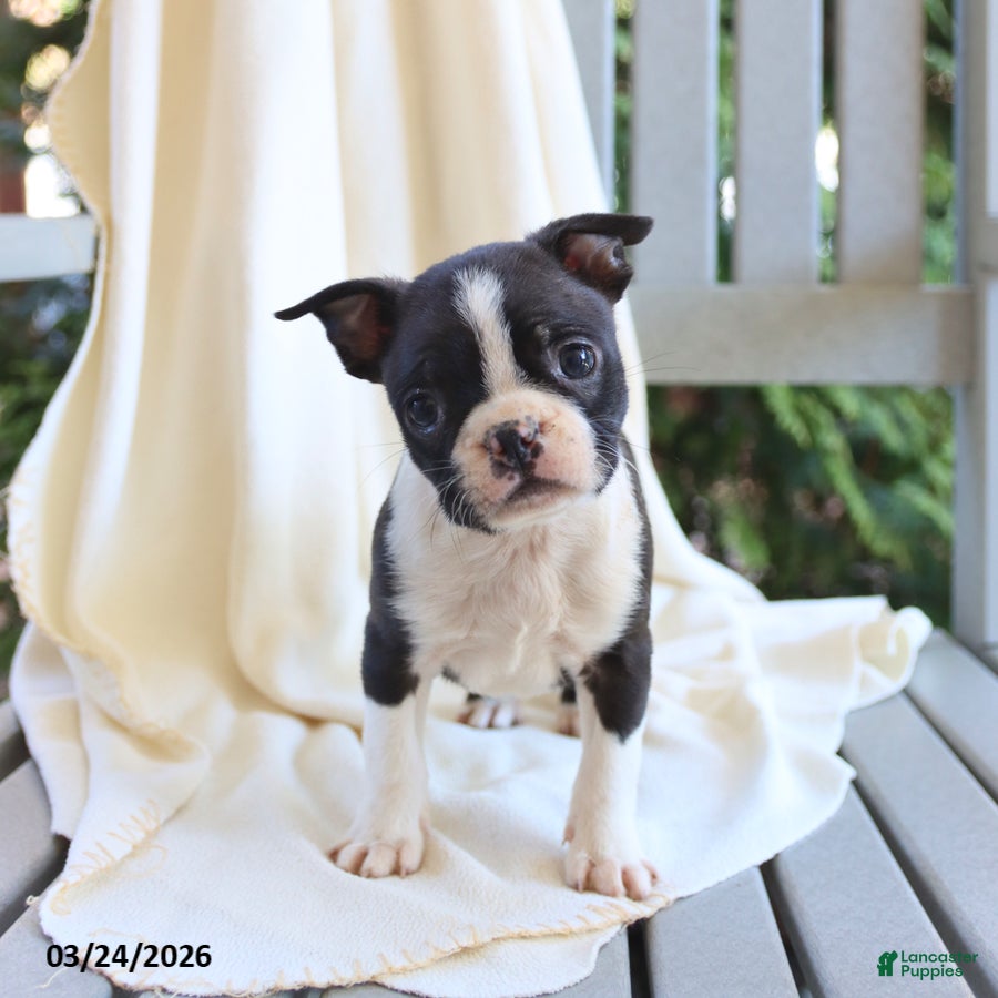 Boston Terrier dogs Charlie - Ad 1
