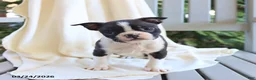 Boston Terrier dogs for sale: Charlie - Ad 1