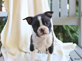 Boston Terrier dogs for sale: Charlie - Ad 1