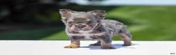 French Bulldog dogs for sale: Jason - Ad 13