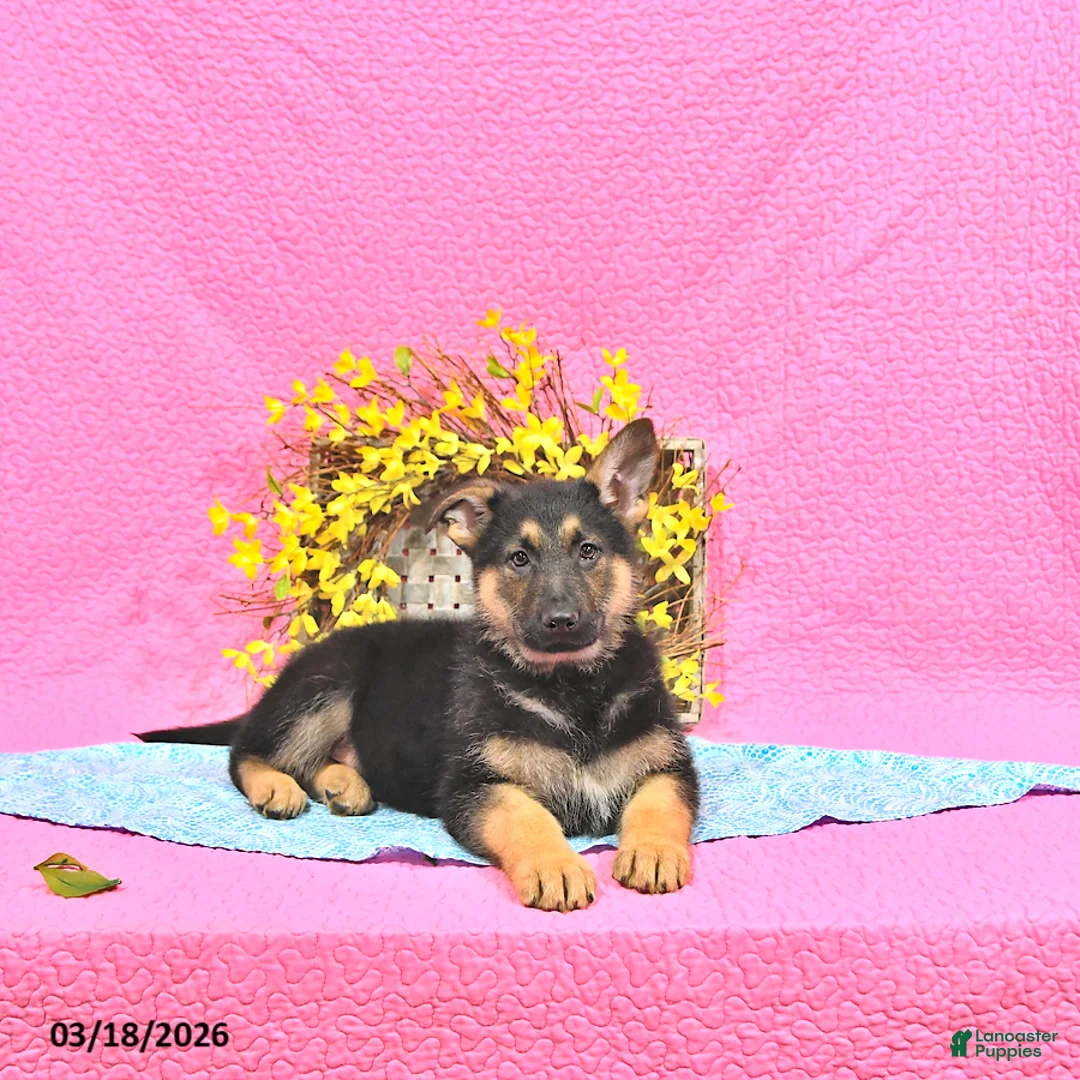 German Shepherd dogs for sale: Skipper - Ad 2