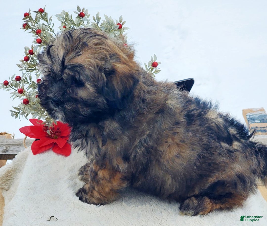 Teddy Bear dogs for sale: Betsy - Ad 2