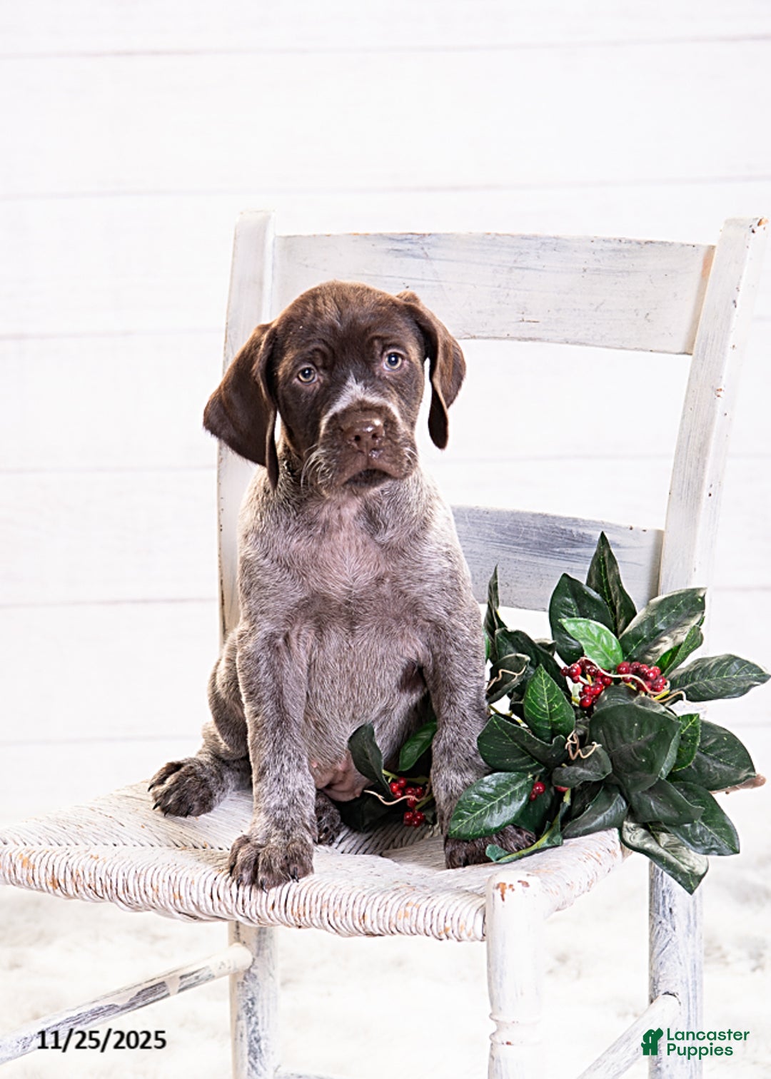 Mixed Breed dogs for sale: Remi - Ad 1