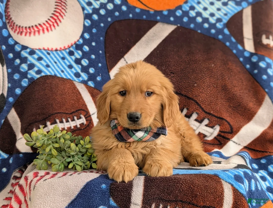 Golden Retriever dogs for sale: Corben - Ad 6