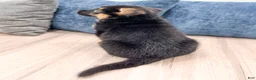 German Shepherd dogs for sale: Kyle - Ad 5