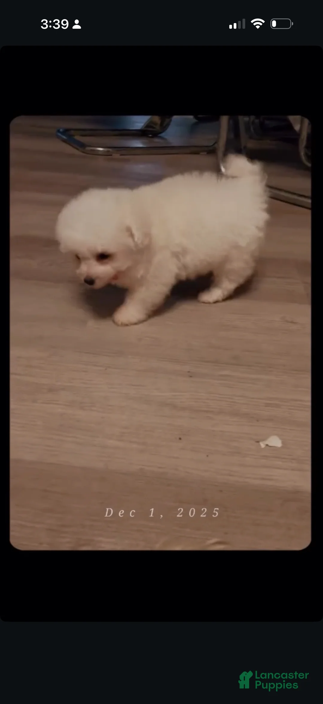 Maltipoo dogs for sale: Maltipoo Puppy 2 - Ad 4