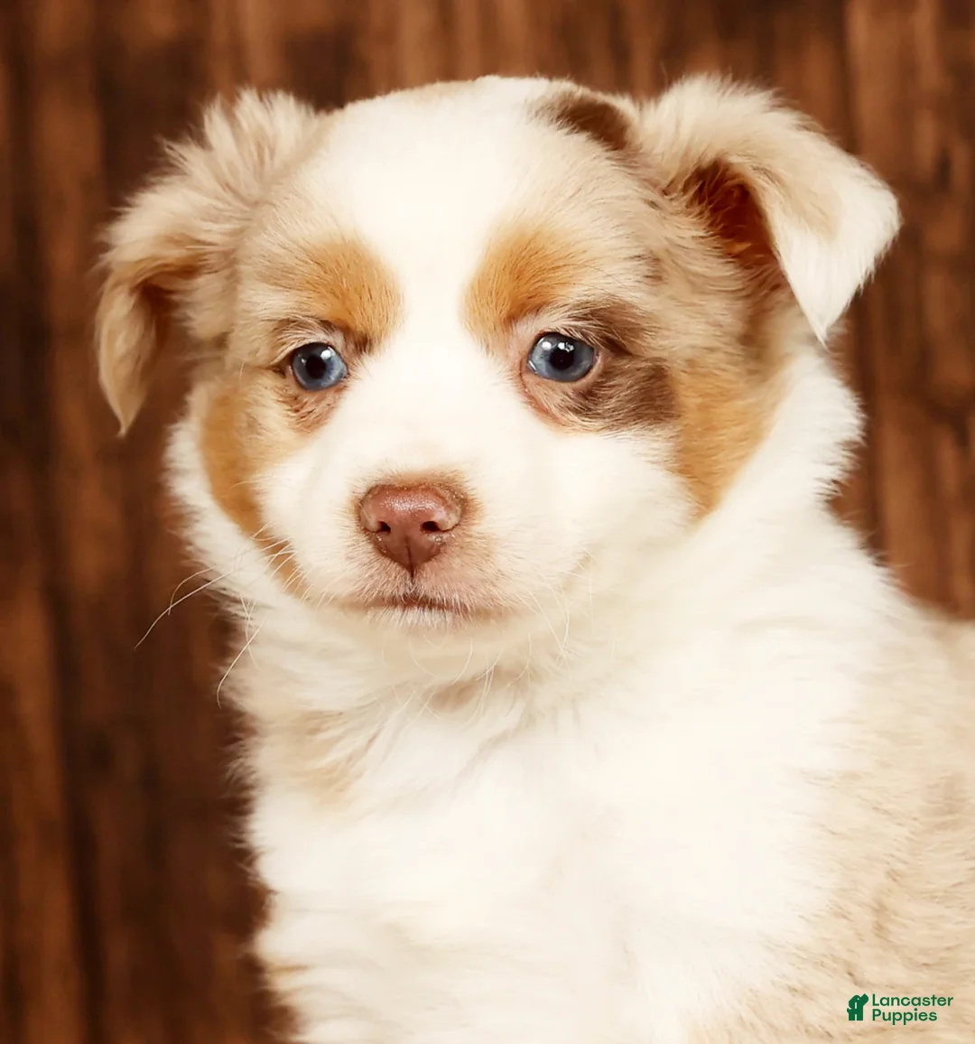 Miniature Australian Shepherd dogs for sale: Copper - Ad 9