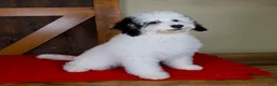 Mini Bernedoodle dogs for sale: Molly - Micro Mini Teddy Bear - Ad 2