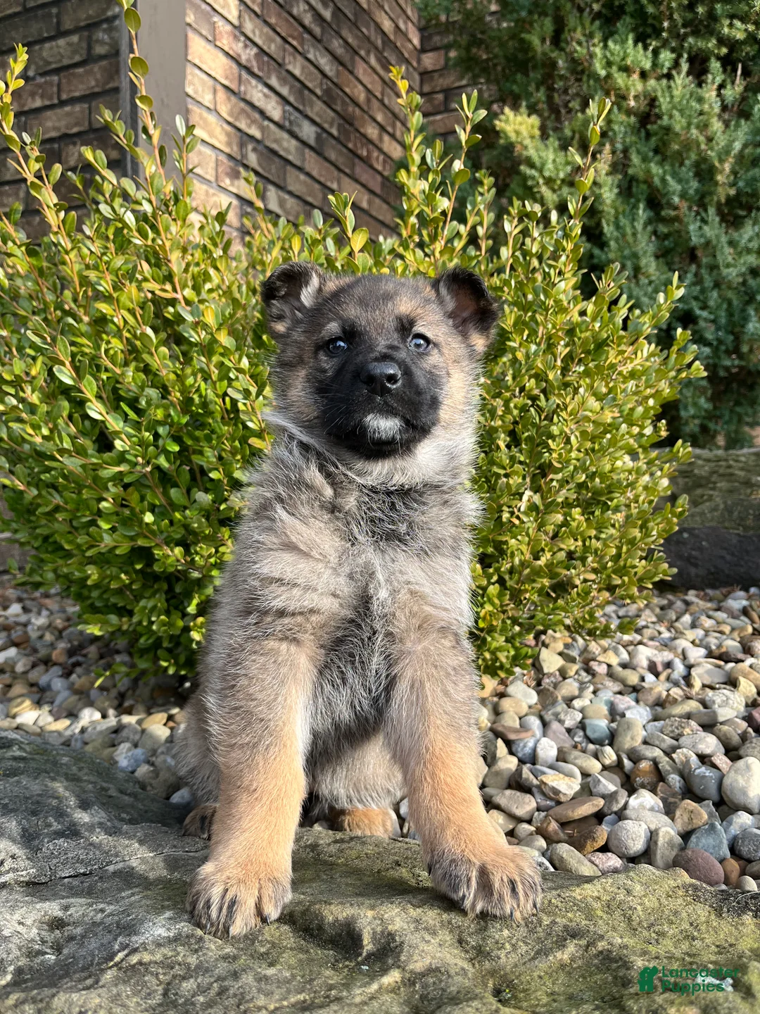 German Shepherd dogs for sale: Paris - Ad 1