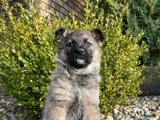 German Shepherd dogs Paris - Ad 12