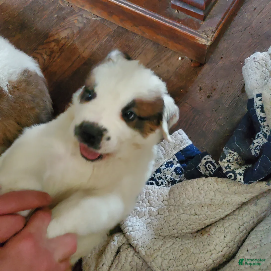 Saint Bernard dogs for sale: Saint Bernard Puppy 4 - Ad 14