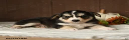 Mixed Breed dogs for sale: Coconut - Ad 3