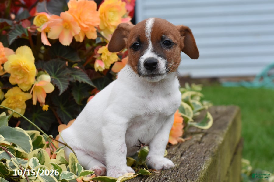 Jack Russell Terrier dogs for sale: Pumpkin - Ad 1