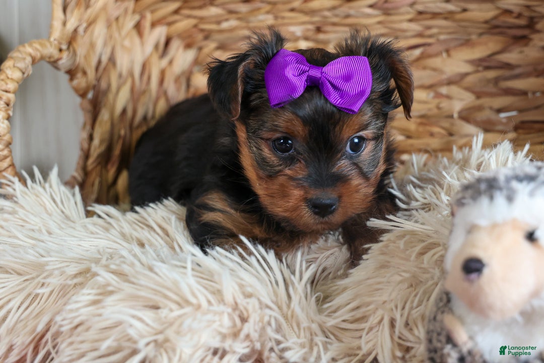 Yorkshire Terrier dogs for sale: CALLIE - Ad 9