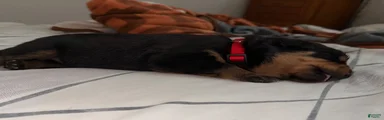 Rottweiler 4 red collar