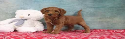 Mini Goldendoodle dogs for sale: Diane - Ad 4