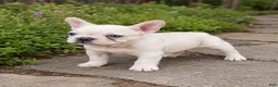 French Bulldog dogs for sale: Betty - Ad 4