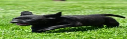 Labrador Retriever dogs for sale: Petey - Ad 3
