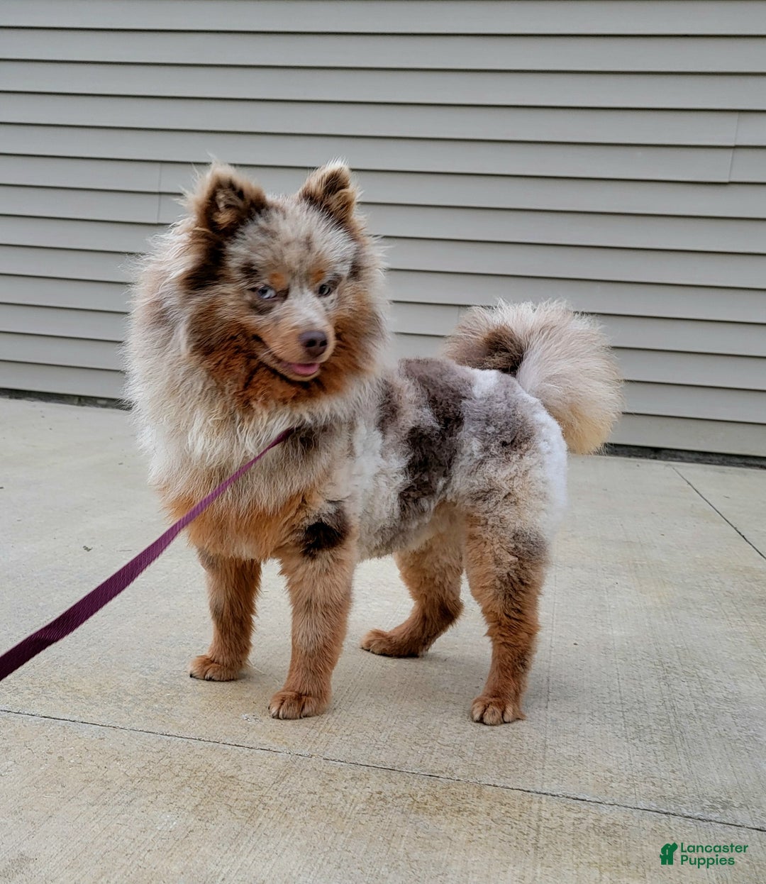 Pomeranian dogs for sale: Kora - Ad 5