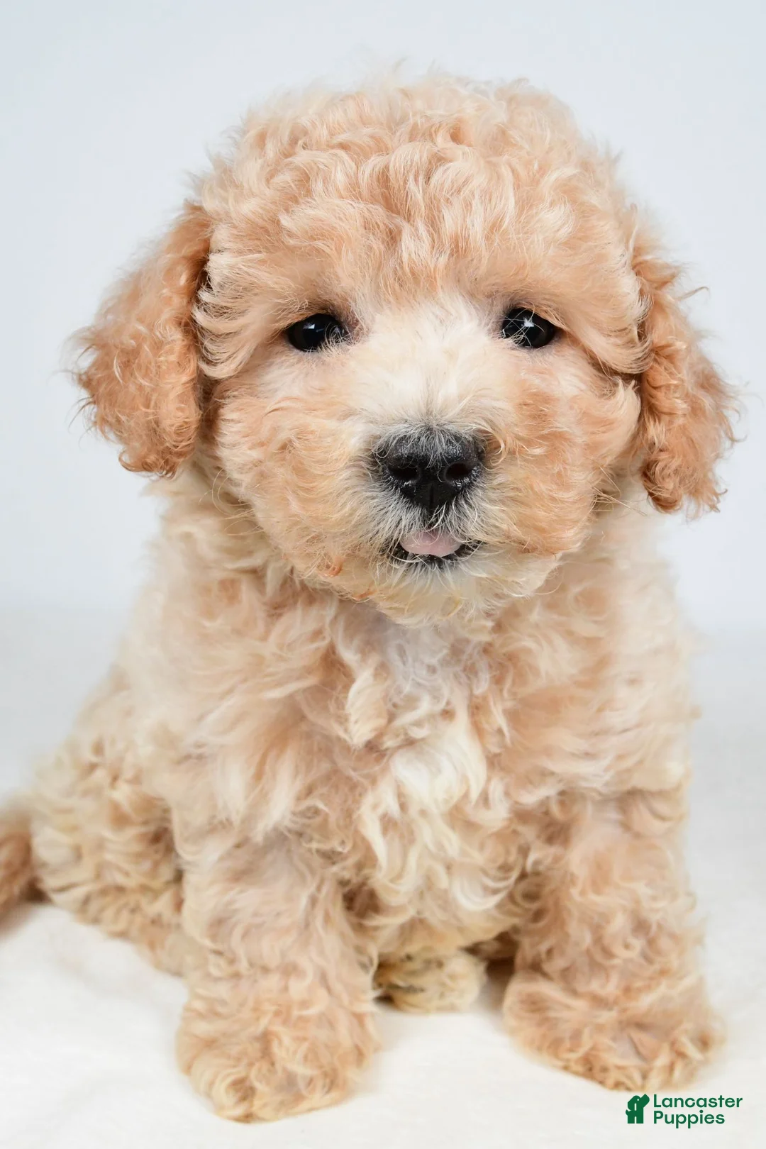 Maltipoo dogs for sale: Mia - Ad 1