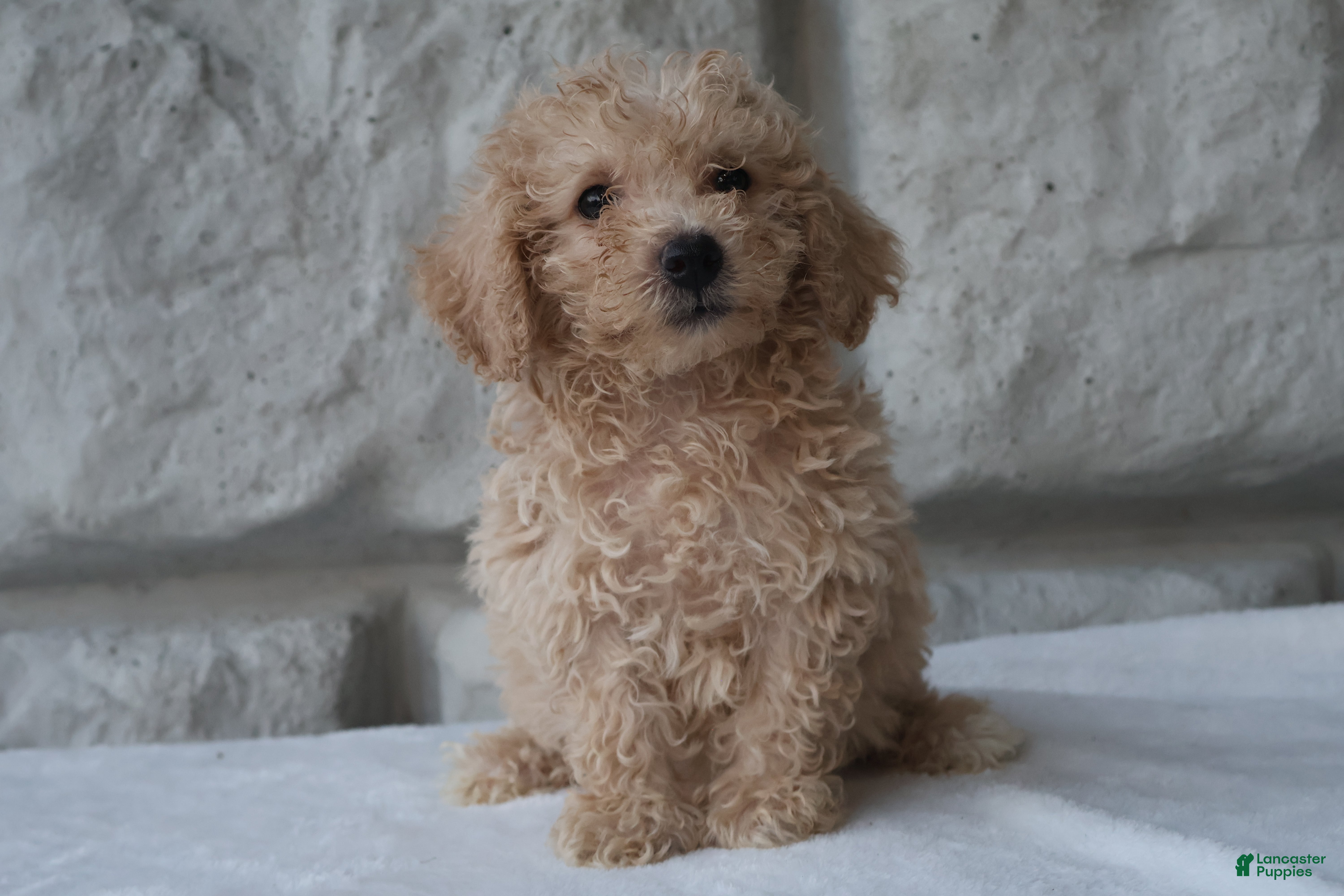 Bichpoo dogs Max - Ad 2