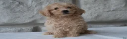 Bichpoo dogs for sale: Max - Ad 2