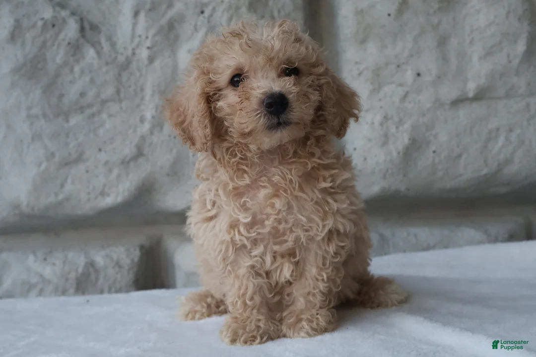 Bichpoo dogs for sale: Max - Ad 2