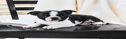 Boston Terrier dogs for sale: Athena - Ad 2