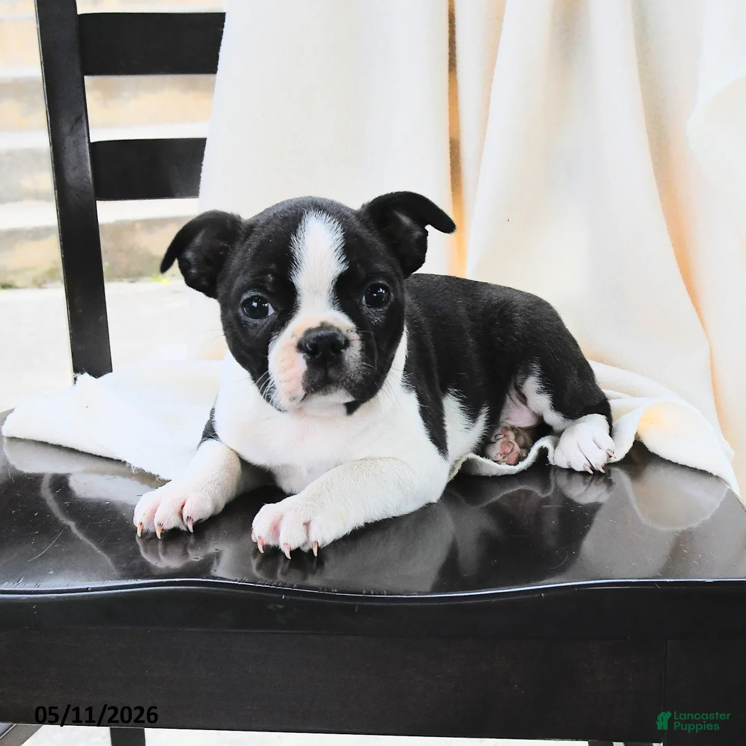 Boston Terrier dogs for sale: Athena - Ad 2
