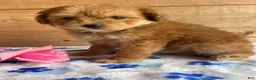 Pomapoo dogs for sale: Peter - Ad 3
