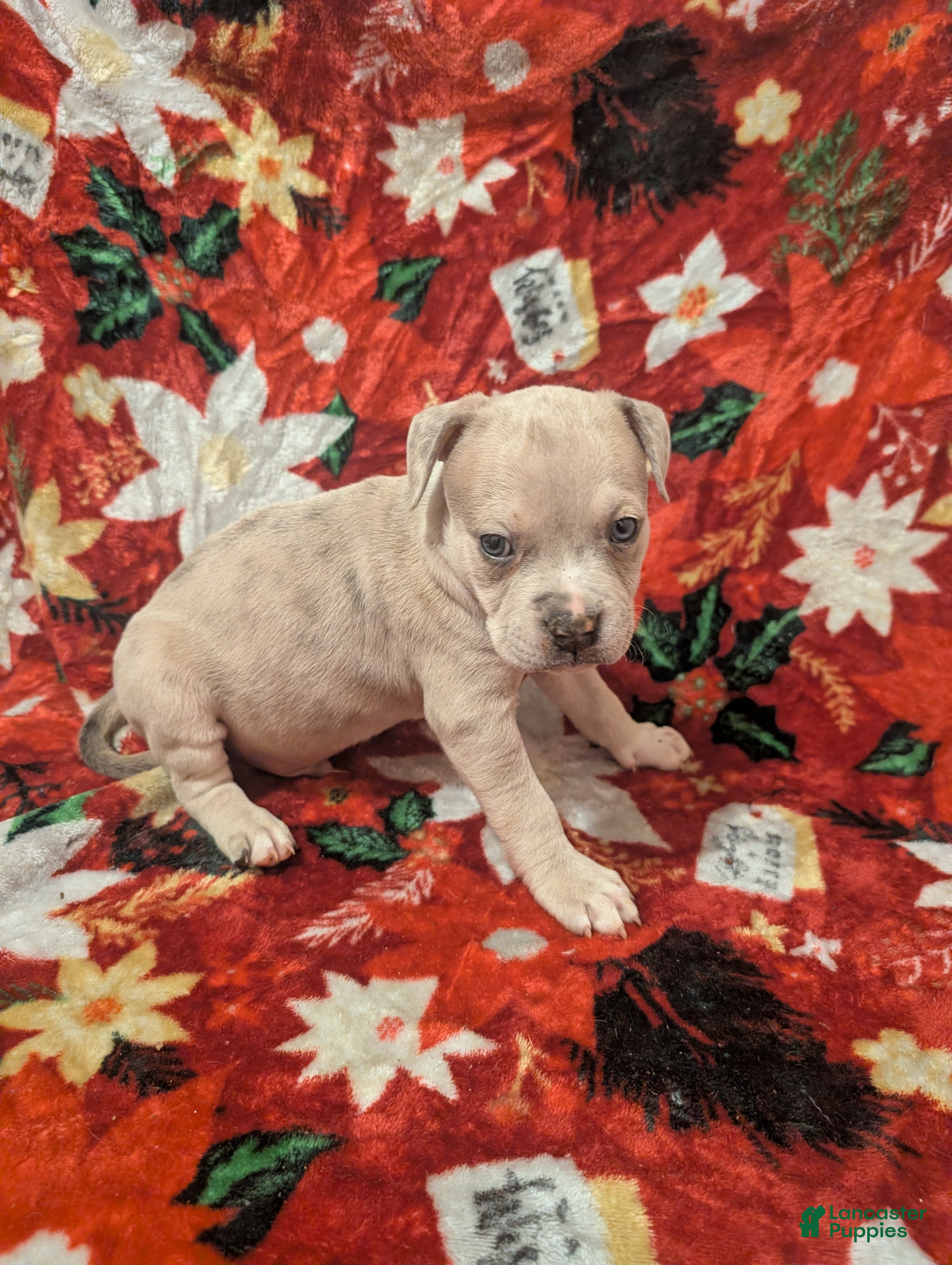 American Bully dogs American Bully Puppy 3 - Ad 30