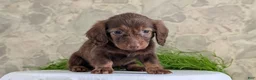 Miniature Dachshund dogs for sale: Lucy - Ad 5