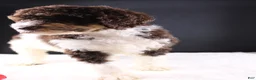 Standard Poodle dogs for sale: Loretta L - Ad 8