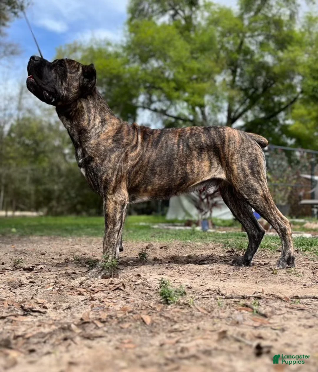 Cane Corso dogs for sale: Monte Carlo  - Ad 45