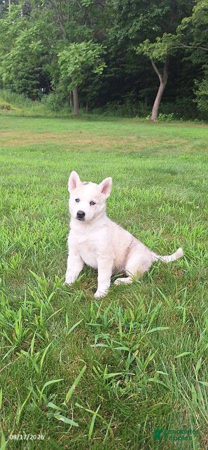 Mixed Breed dogs Cali - Ad 1