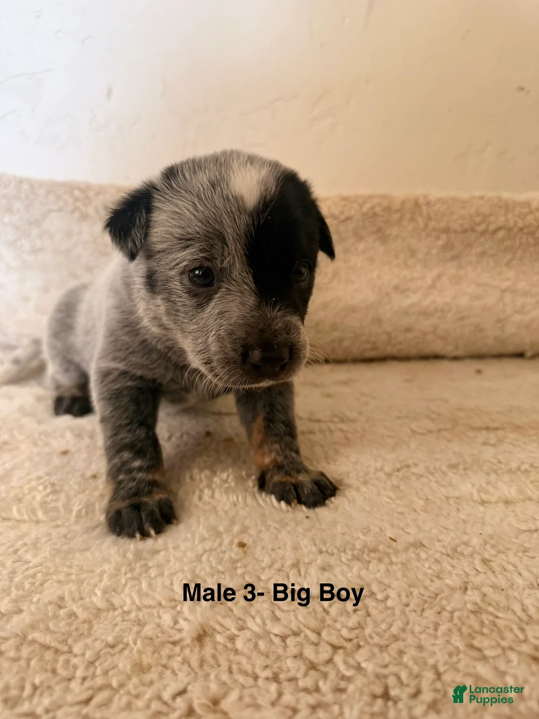 Australian Cattle Dog dogs for sale: Australian Cattle Dog 3 - Ad 2
