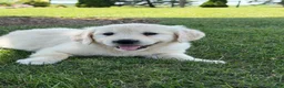 Golden Retriever dogs for sale: Peach - Ad 3