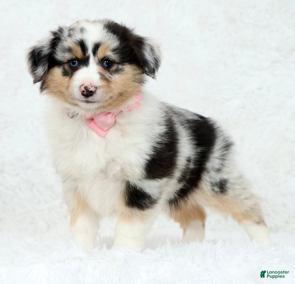 Australian Shepherd dogs Rosie - Ad 1