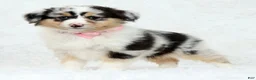 Australian Shepherd dogs for sale: Rosie - Ad 1