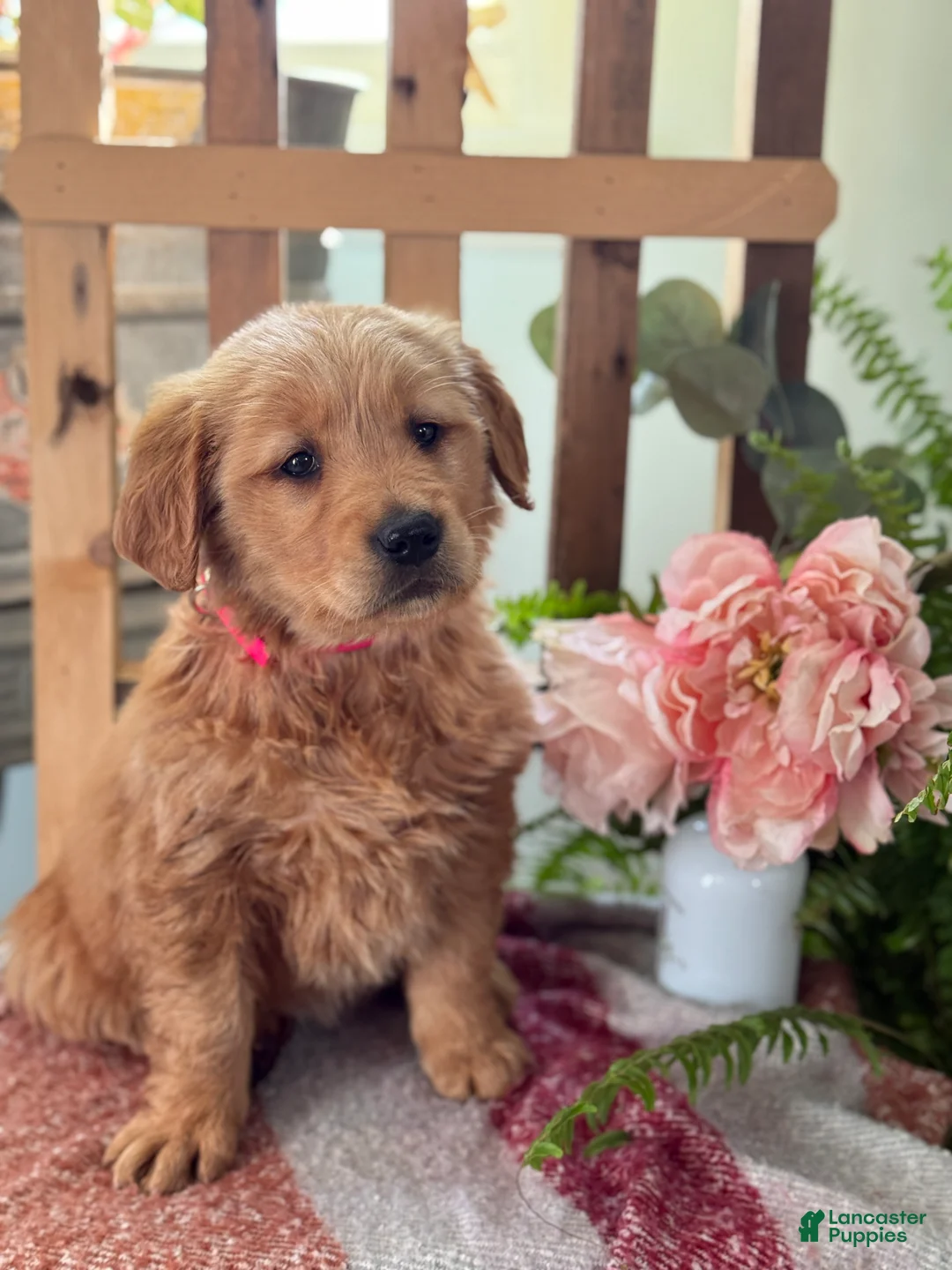 Golden Retriever dogs for sale: Reese - Ad 1