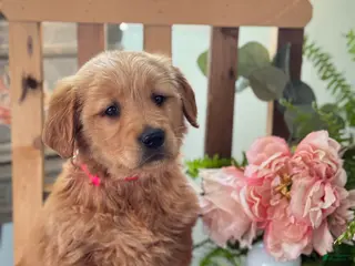 Golden Retriever dogs Reese - Ad 7