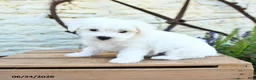 Mixed Breed dogs for sale: Edmund - Ad 4